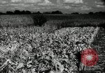 Standbild landwirtschaftlichen Tätigkeiten Southville Kentucky USA, 1950, aus Sekunde 52 historischem Filmmaterial Videoclip 65675029785