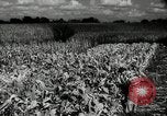 Standbild landwirtschaftlichen Tätigkeiten Southville Kentucky USA, 1950, aus Sekunde 53 historischem Filmmaterial Videoclip 65675029785