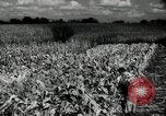 Standbild landwirtschaftlichen Tätigkeiten Southville Kentucky USA, 1950, aus Sekunde 54 historischem Filmmaterial Videoclip 65675029785