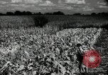 Standbild landwirtschaftlichen Tätigkeiten Southville Kentucky USA, 1950, aus Sekunde 55 historischem Filmmaterial Videoclip 65675029785