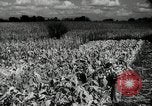Standbild landwirtschaftlichen Tätigkeiten Southville Kentucky USA, 1950, aus Sekunde 56 historischem Filmmaterial Videoclip 65675029785