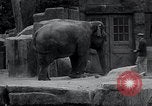 Immagine di Giardino zoologico Chicago Illinois USA, 1934, secondo 45 filmato di repertorio 65675029834