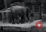 Immagine di Giardino zoologico Chicago Illinois USA, 1934, secondo 46 filmato di repertorio 65675029834