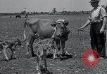 Image 2-année vieille vache "gai" Georgetown Delaware USA, 1934, de la seconde 3 séquences d'archives historiques vidéo 65675029840