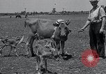 Image 2-année vieille vache "gai" Georgetown Delaware USA, 1934, de la seconde 4 séquences d'archives historiques vidéo 65675029840