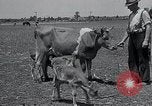 Image 2-année vieille vache "gai" Georgetown Delaware USA, 1934, de la seconde 5 séquences d'archives historiques vidéo 65675029840