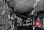 Image 2-année vieille vache "gai" Georgetown Delaware USA, 1934, de la seconde 6 séquences d'archives historiques vidéo 65675029840