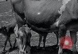 Image 2-année vieille vache "gai" Georgetown Delaware USA, 1934, de la seconde 7 séquences d'archives historiques vidéo 65675029840
