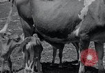 Image 2-année vieille vache "gai" Georgetown Delaware USA, 1934, de la seconde 8 séquences d'archives historiques vidéo 65675029840