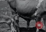 Image 2-année vieille vache "gai" Georgetown Delaware USA, 1934, de la seconde 9 séquences d'archives historiques vidéo 65675029840