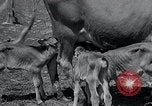 Image 2-année vieille vache "gai" Georgetown Delaware USA, 1934, de la seconde 27 séquences d'archives historiques vidéo 65675029840