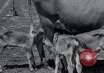 Image 2-année vieille vache "gai" Georgetown Delaware USA, 1934, de la seconde 28 séquences d'archives historiques vidéo 65675029840
