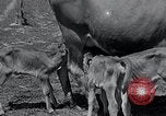Image 2-année vieille vache "gai" Georgetown Delaware USA, 1934, de la seconde 29 séquences d'archives historiques vidéo 65675029840