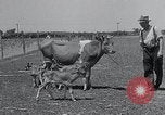 Image 2-année vieille vache "gai" Georgetown Delaware USA, 1934, de la seconde 32 séquences d'archives historiques vidéo 65675029840