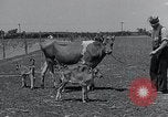 Image 2-année vieille vache "gai" Georgetown Delaware USA, 1934, de la seconde 33 séquences d'archives historiques vidéo 65675029840