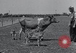 Image 2-année vieille vache "gai" Georgetown Delaware USA, 1934, de la seconde 34 séquences d'archives historiques vidéo 65675029840