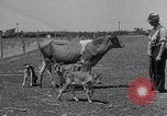 Image 2-année vieille vache "gai" Georgetown Delaware USA, 1934, de la seconde 35 séquences d'archives historiques vidéo 65675029840