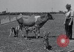 Image 2-année vieille vache "gai" Georgetown Delaware USA, 1934, de la seconde 36 séquences d'archives historiques vidéo 65675029840