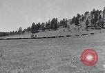 Immagine di Buffalo americana Round-up South Dakota United States USA, 1934, secondo 3 filmato di repertorio 65675029846