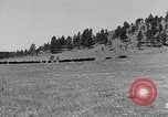 Immagine di Buffalo americana Round-up South Dakota United States USA, 1934, secondo 4 filmato di repertorio 65675029846