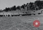 Immagine di Buffalo americana Round-up South Dakota United States USA, 1934, secondo 8 filmato di repertorio 65675029846