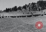 Immagine di Buffalo americana Round-up South Dakota United States USA, 1934, secondo 9 filmato di repertorio 65675029846