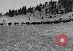 Immagine di Buffalo americana Round-up South Dakota United States USA, 1934, secondo 10 filmato di repertorio 65675029846