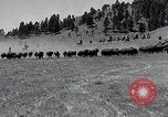 Immagine di Buffalo americana Round-up South Dakota United States USA, 1934, secondo 11 filmato di repertorio 65675029846