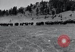 Immagine di Buffalo americana Round-up South Dakota United States USA, 1934, secondo 12 filmato di repertorio 65675029846