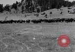 Immagine di Buffalo americana Round-up South Dakota United States USA, 1934, secondo 13 filmato di repertorio 65675029846