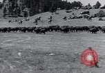 Immagine di Buffalo americana Round-up South Dakota United States USA, 1934, secondo 14 filmato di repertorio 65675029846