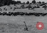 Immagine di Buffalo americana Round-up South Dakota United States USA, 1934, secondo 15 filmato di repertorio 65675029846