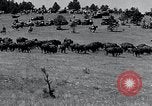 Immagine di Buffalo americana Round-up South Dakota United States USA, 1934, secondo 16 filmato di repertorio 65675029846