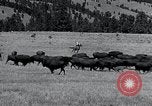 Immagine di Buffalo americana Round-up South Dakota United States USA, 1934, secondo 17 filmato di repertorio 65675029846