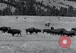 Immagine di Buffalo americana Round-up South Dakota United States USA, 1934, secondo 18 filmato di repertorio 65675029846