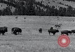 Immagine di Buffalo americana Round-up South Dakota United States USA, 1934, secondo 19 filmato di repertorio 65675029846