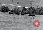 Immagine di Buffalo americana Round-up South Dakota United States USA, 1934, secondo 20 filmato di repertorio 65675029846