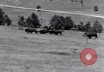 Immagine di Buffalo americana Round-up South Dakota United States USA, 1934, secondo 21 filmato di repertorio 65675029846