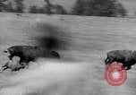 Immagine di Buffalo americana Round-up South Dakota United States USA, 1934, secondo 23 filmato di repertorio 65675029846