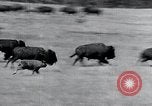 Immagine di Buffalo americana Round-up South Dakota United States USA, 1934, secondo 24 filmato di repertorio 65675029846