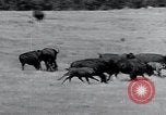 Immagine di Buffalo americana Round-up South Dakota United States USA, 1934, secondo 25 filmato di repertorio 65675029846