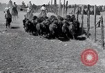 Immagine di Buffalo americana Round-up South Dakota United States USA, 1934, secondo 27 filmato di repertorio 65675029846