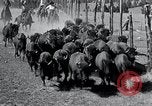 Immagine di Buffalo americana Round-up South Dakota United States USA, 1934, secondo 28 filmato di repertorio 65675029846
