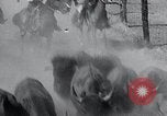 Immagine di Buffalo americana Round-up South Dakota United States USA, 1934, secondo 31 filmato di repertorio 65675029846