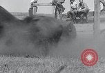 Immagine di Buffalo americana Round-up South Dakota United States USA, 1934, secondo 34 filmato di repertorio 65675029846