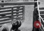 Immagine di Buffalo americana Round-up South Dakota United States USA, 1934, secondo 38 filmato di repertorio 65675029846
