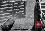 Immagine di Buffalo americana Round-up South Dakota United States USA, 1934, secondo 39 filmato di repertorio 65675029846