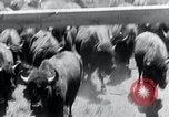 Immagine di Buffalo americana Round-up South Dakota United States USA, 1934, secondo 40 filmato di repertorio 65675029846