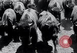 Immagine di Buffalo americana Round-up South Dakota United States USA, 1934, secondo 41 filmato di repertorio 65675029846
