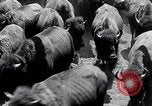 Immagine di Buffalo americana Round-up South Dakota United States USA, 1934, secondo 42 filmato di repertorio 65675029846